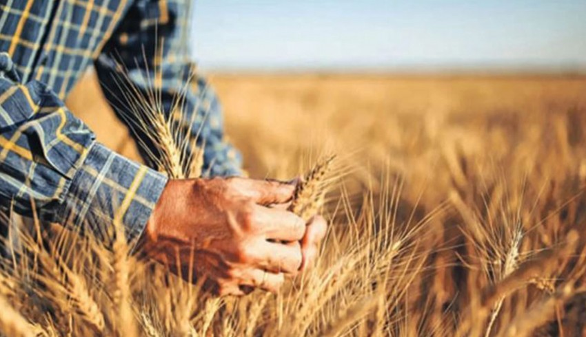 Yağmur çiftçinin yüzünü güldürdü